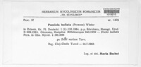Puccinia bullata image